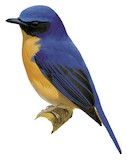 Mangrove Blue Flycatcher Illustration