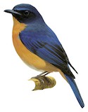 Sulawesi Blue Flycatcher Illustration