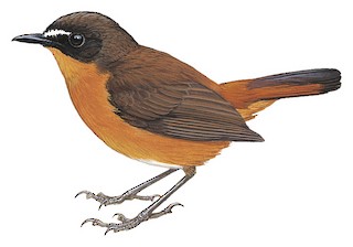 Cossyphicula isabellae batesi