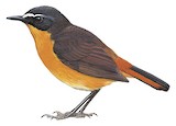 Mountain Robin-Chat Illustration