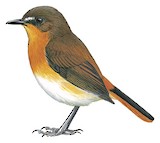 White-bellied Robin-Chat Illustration