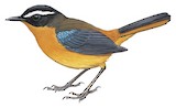 Blue-shouldered Robin-Chat Illustration