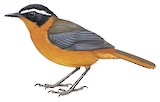 White-browed Robin-Chat Illustration