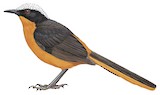 White-crowned Robin-Chat Illustration