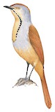 Collared Palm Thrush Illustration