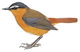 Grey-winged Robin-Chat Illustration