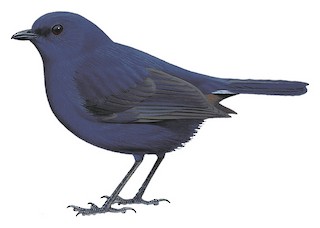 Heinrichia calligyna calligyna