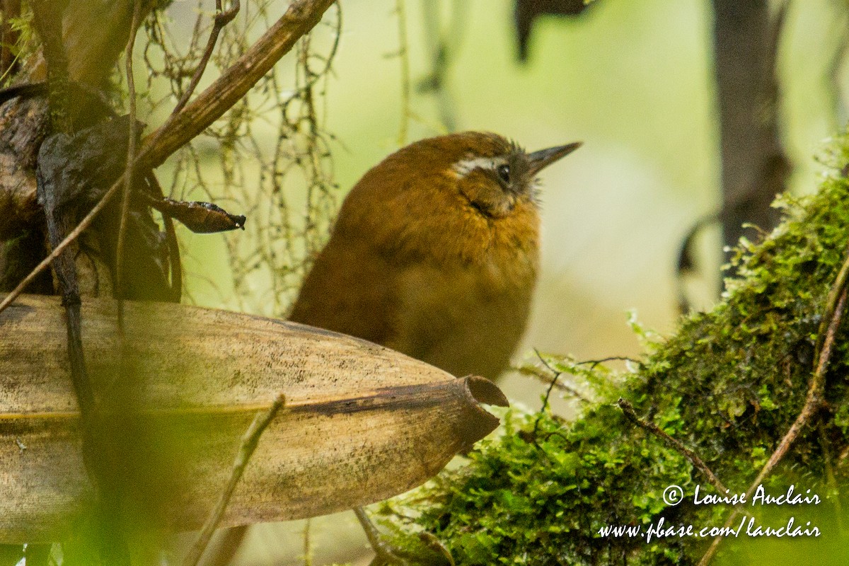 White-browed Spinetail - Louise Auclair