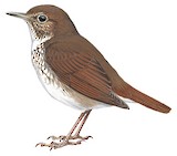 Rufous-tailed Robin Illustration