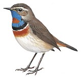 Bluethroat Illustration