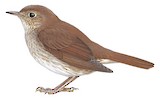 Thrush Nightingale Illustration