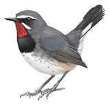 Chinese Rubythroat Illustration