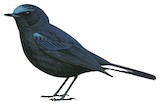 White-tailed Robin Illustration