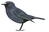 Sumatran Blue Robin Illustration