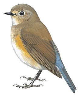 Red-flanked Bluetail (Tarsiger cyanurus) - BirdID's Bird Guide