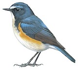 Red-flanked Bluetail Illustration