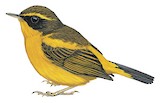 Golden Bush Robin Illustration