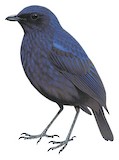 Javan Whistling Thrush Illustration