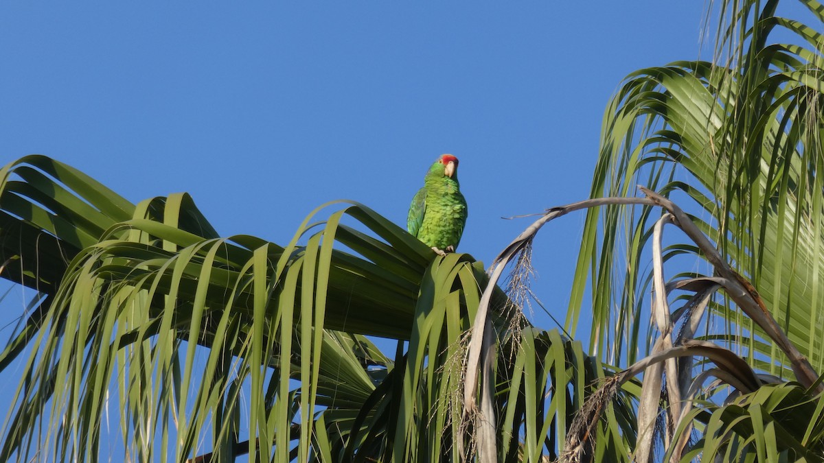 Red-crowned Parrot - Mark Burns