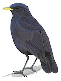 Malayan Whistling Thrush Illustration