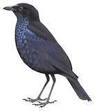 Taiwan Whistling Thrush Illustration