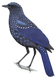 Blue Whistling Thrush Illustration