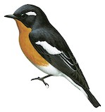 Mugimaki Flycatcher Illustration