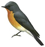 Slaty-backed Flycatcher Illustration