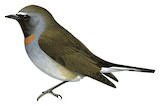 Rufous-gorgeted Flycatcher Illustration