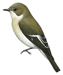 Ficedula hypoleuca hypoleuca