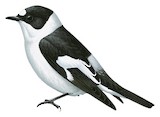 Collared Flycatcher Illustration