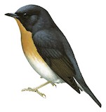 Rufous-throated Flycatcher Illustration