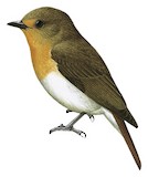 Lompobattang Flycatcher Illustration