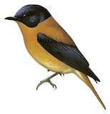 Black-and-orange Flycatcher Illustration