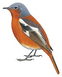 Przevalski's Redstart Illustration