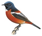 White-throated Redstart Illustration