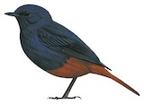 Luzon Water Redstart Illustration