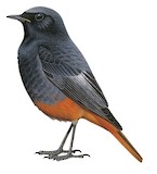 Black Redstart Illustration