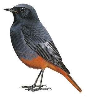 Phoenicurus ochruros ochruros