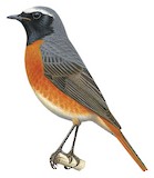 Common Redstart Illustration