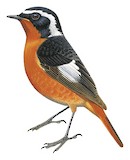 Moussier's Redstart Illustration