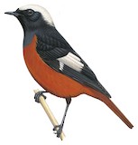 Güldenstädt's Redstart Illustration