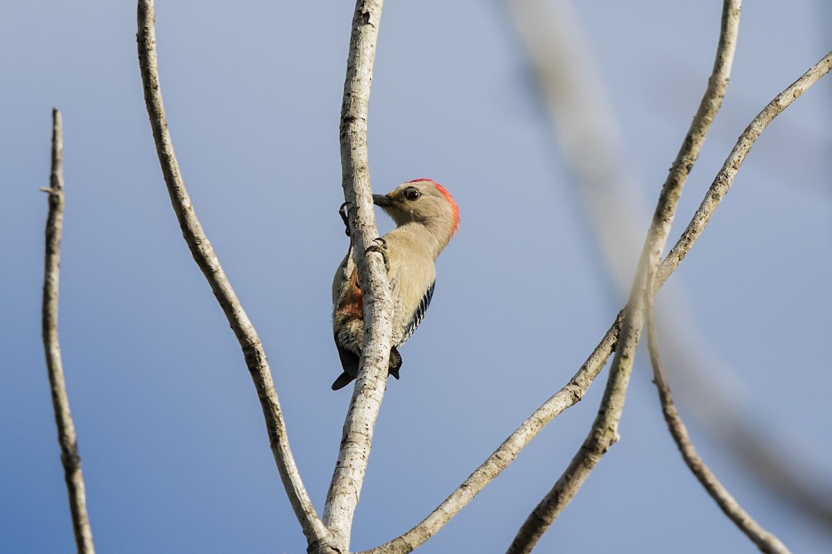 Yucatan Woodpecker - ML153533501