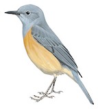 Littoral Rock Thrush Illustration