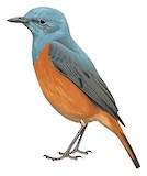 Forest Rock Thrush Illustration