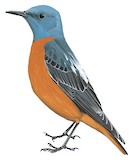 Common Rock Thrush Illustration