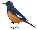 White-winged Cliff Chat Illustration