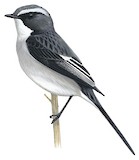 Grey Bush Chat Illustration