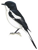 White-bellied Bush Chat Illustration