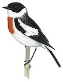 White-throated Bush Chat Illustration